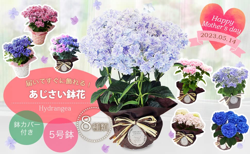 紫陽花⭐️5品種⭐️5号鉢⭐️5鉢セット Amazon｜星形 希少品種 あじさい 5号鉢 バスケット 母の日 ギフト